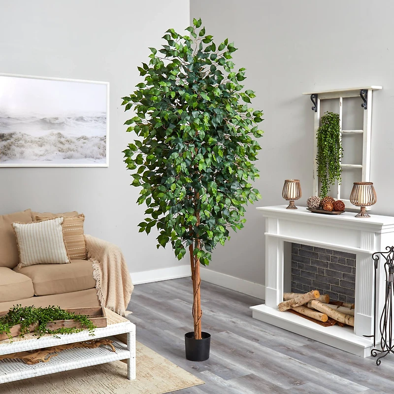 8ft. Potted Ficus Tree