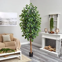 8ft. Potted Ficus Tree