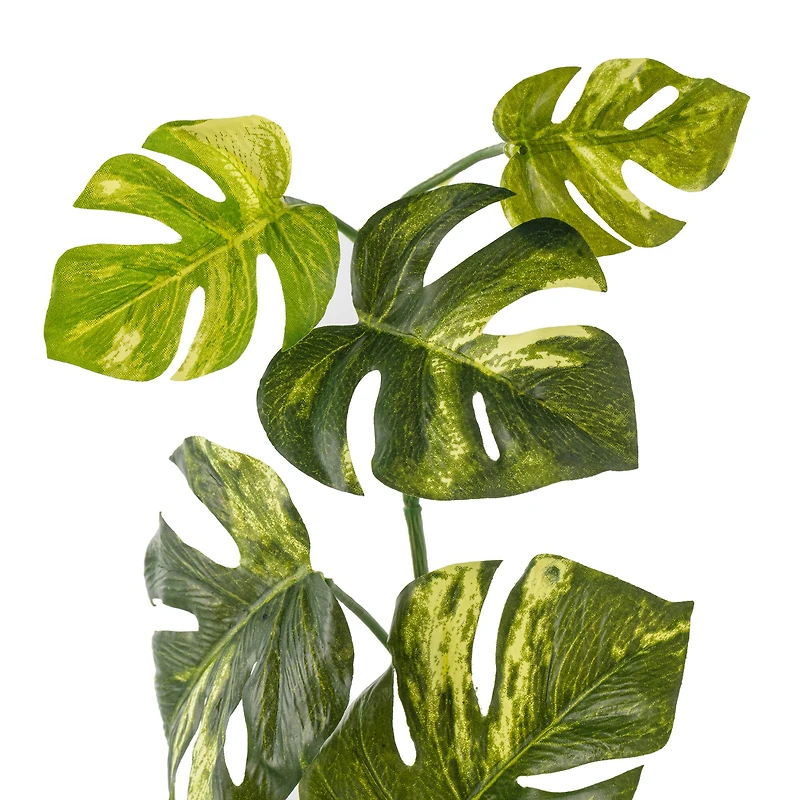 Split Hanging Philo Bush by Ashland®