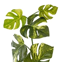 Split Hanging Philo Bush by Ashland®