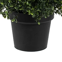 4ft. Potted Boxwood Cone