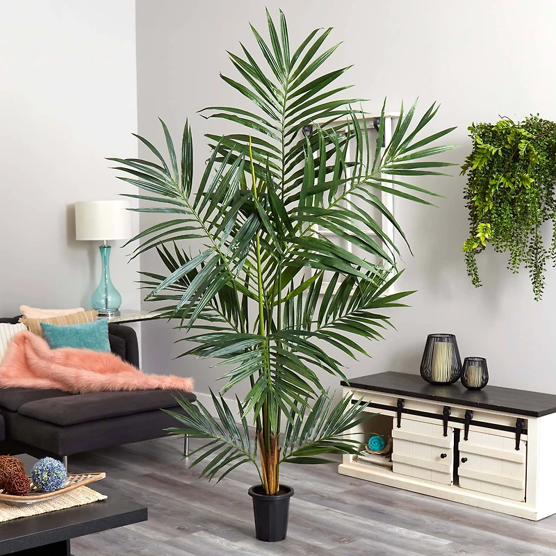 6ft. Potted Kentia Palm Tree