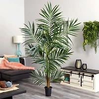 6ft. Potted Kentia Palm Tree