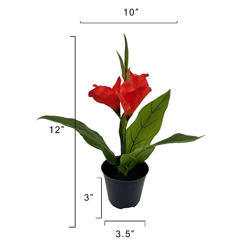 15.5" Potted Canna Lily Plant by Ashland