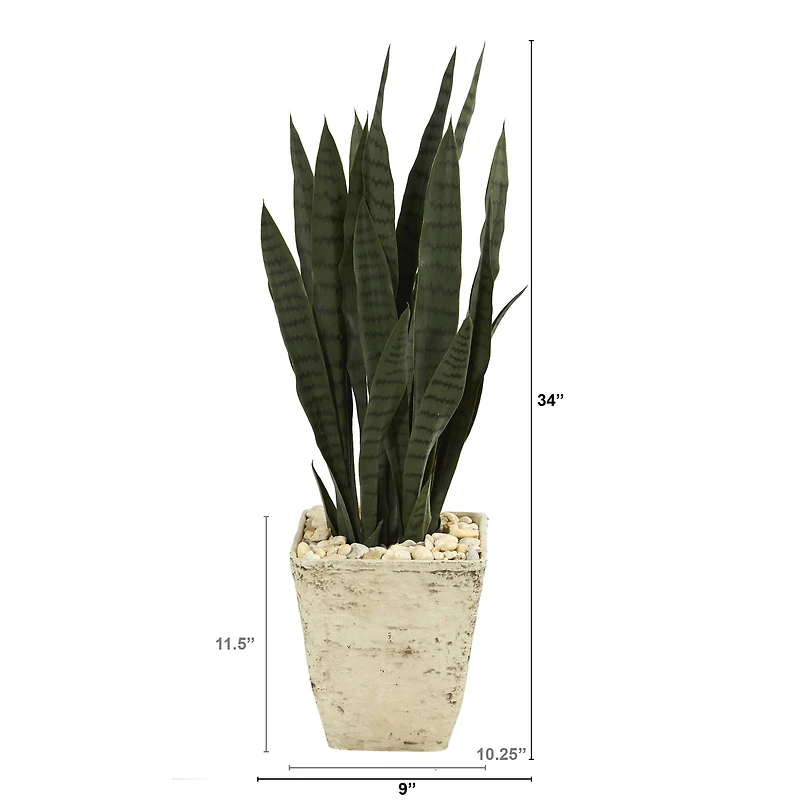 3ft. Snake Plant in Country White Planter