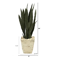 3ft. Snake Plant in Country White Planter