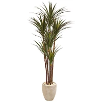 5.5ft. Giant Yucca Tree in Decorative Planter