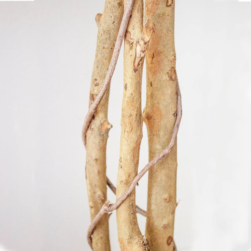 5ft. Potted Ficus Tree