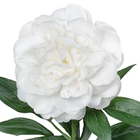 25.5" Peony Real Touch Stem by Ashland