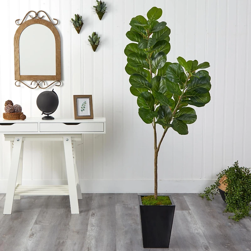 5.5ft. Fiddle Leaf Fig Tree in Black Metal Planter