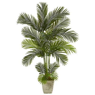 5.25ft. Areca Palm Tree in Country White Planter