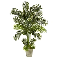 5.25ft. Areca Palm Tree in Country White Planter