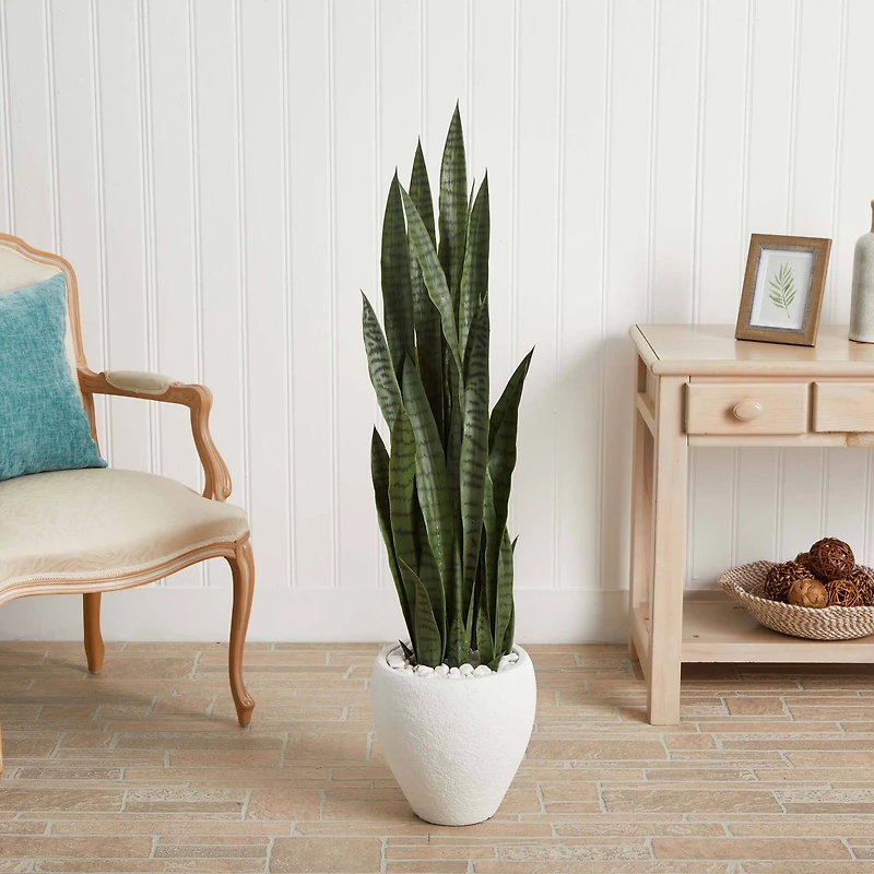 4.25ft. Sansevieria Plant in White Planter 