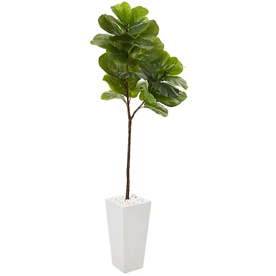 5.5ft. Fiddle Leaf Fig Tree in White Planter