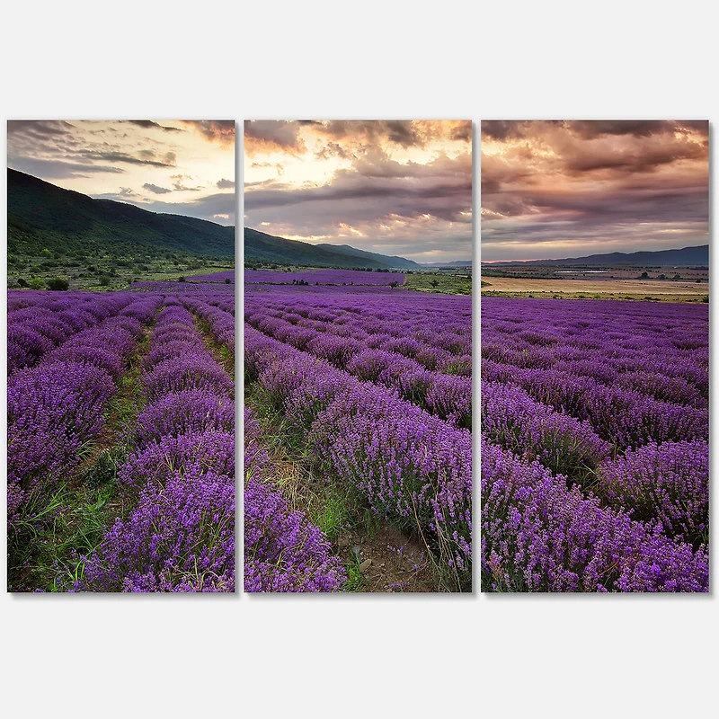 Designart - Lavender Field At Dawn I