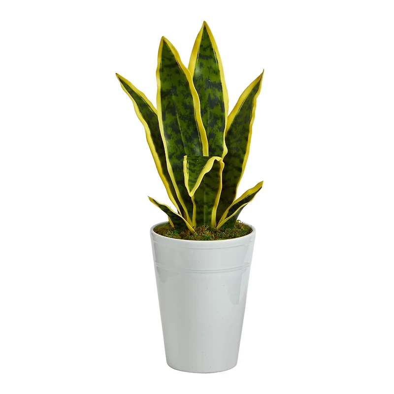 18" Snake Plant in Decorative White Planter