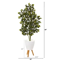 5ft. Ficus Tree in White Planter with Stand