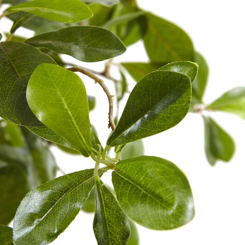 6ft. Potted Black Olive Tree