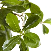 6ft. Potted Black Olive Tree