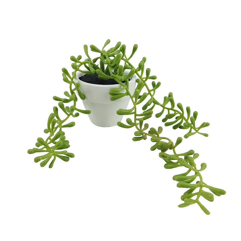 Assorted Micro Potted Succulent, 1pc. by Ashland®