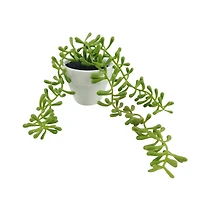 Assorted Micro Potted Succulent, 1pc. by Ashland®