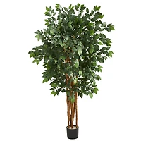 5ft. Potted Sakaki Tree