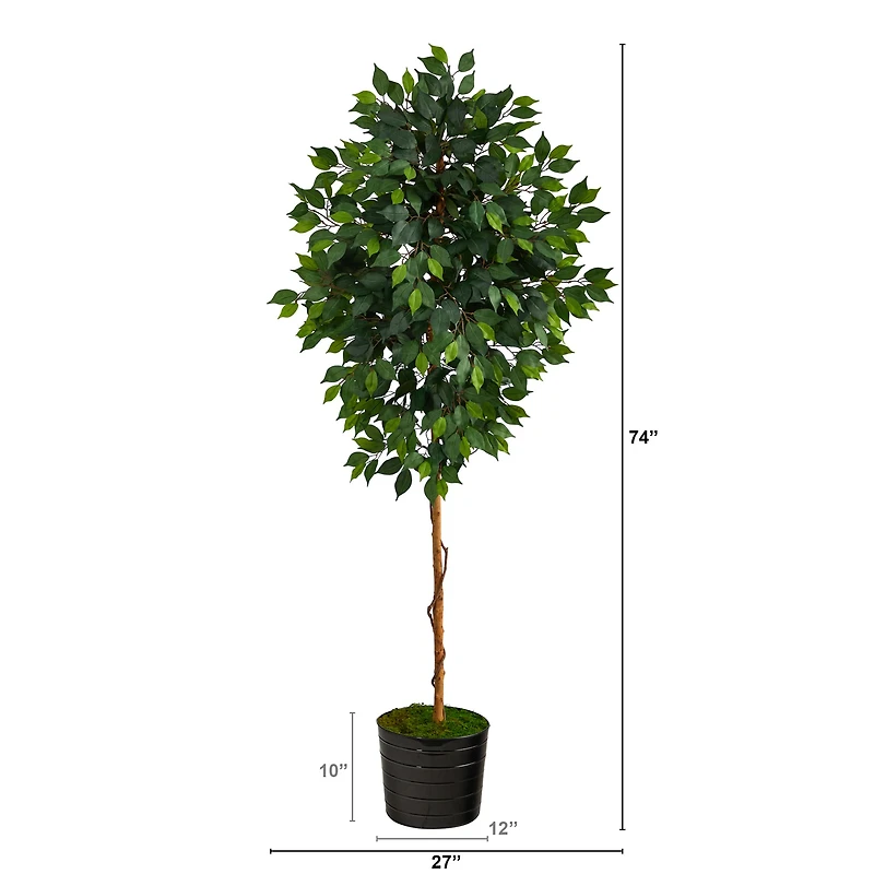 6ft. Ficus Tree in Black Tin Planter