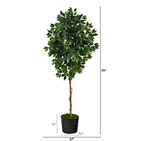 6ft. Ficus Tree in Black Tin Planter