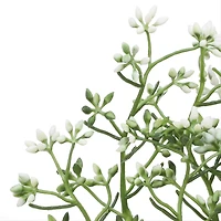 12.5" Seed Pick by Ashland