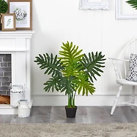 3ft. Potted Philodendron Plant
