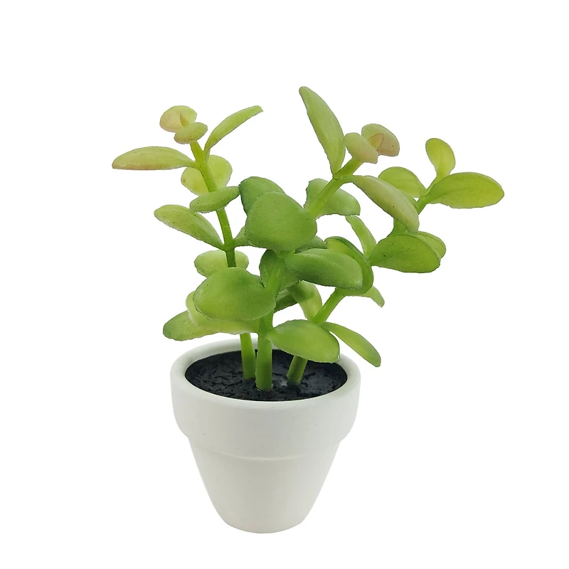 Assorted Micro Premade Succulent, 1pc. by Ashland®