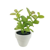 Assorted Micro Premade Succulent, 1pc. by Ashland®