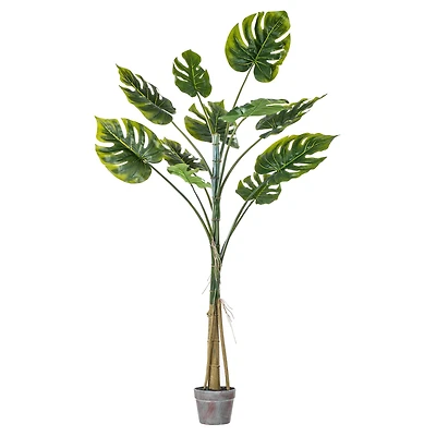 4.5ft. Potted Grand Split Philodendron Tree