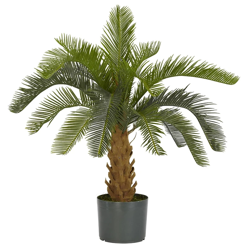 2.5ft. Potted Cycas Tree