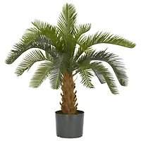 2.5ft. Potted Cycas Tree