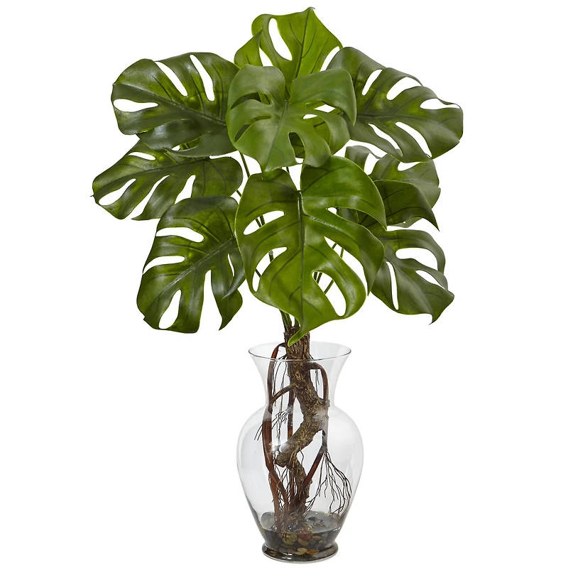 2ft. Monstera Plant in Glass Vase