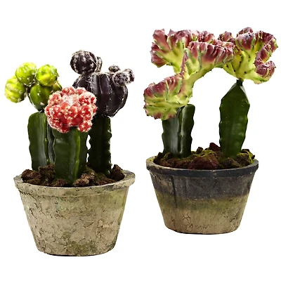 Colorful Cactus Gardens Set