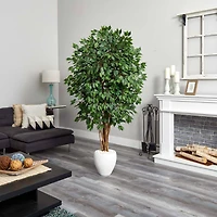 6ft. Ficus Tree with White Planter