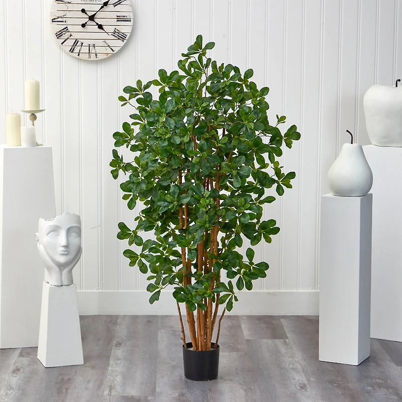 4.5ft. Potted Black Olive Tree