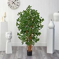 4.5ft. Potted Black Olive Tree