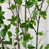 7ft. Minimalist Citrus Artificial Tree 