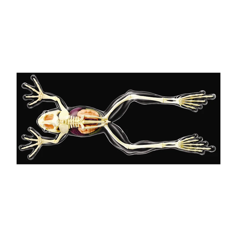 4D Vision™ Full Skeleton Frog Model