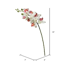 White Orchid Stem