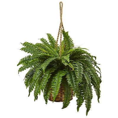 29" Boston Fern in Hanging Basket