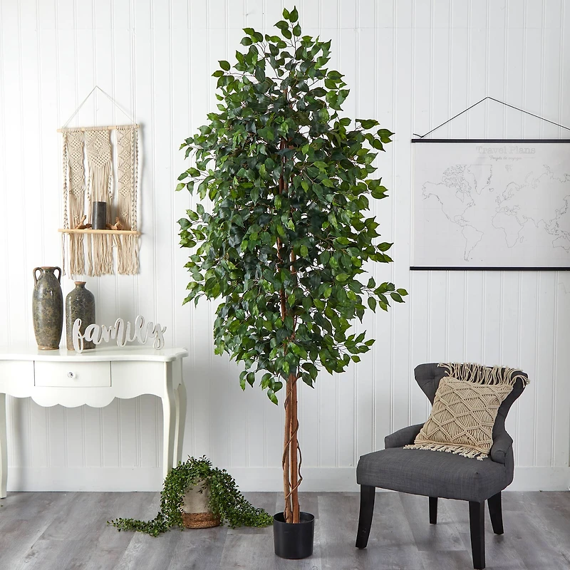 8ft. Potted Ficus Tree