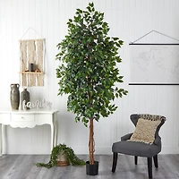 8ft. Potted Ficus Tree