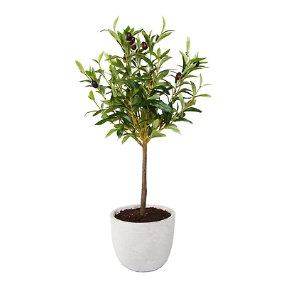 Flora Bunda® 28" Olive Tree In 7.25" Gray Cement Pot