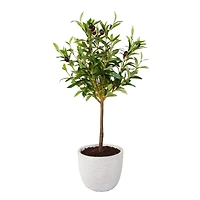 Flora Bunda® 28" Olive Tree In 7.25" Gray Cement Pot