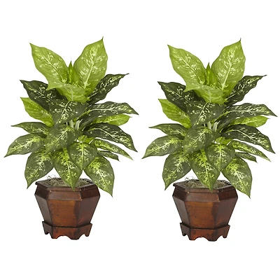 20.5" Variegated Dieffenbachia In Wood Vase, 2ct.