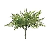 Fern Bush, 12ct.